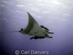 Picture taken from a shore dive at about 7 m. by Carl Danvers 